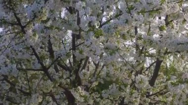 Bir kiraz ağacının yoğun gölgesi, tam, narin beyaz çiçek.