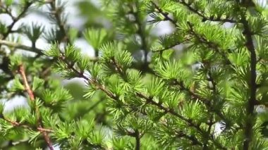 Güneş Işığında Canlı Yeşil Karaçam Ağacı Dalları