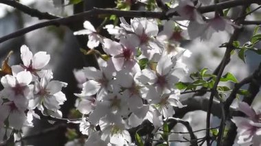 Güneş Işığındaki Bir Dalda Beyaz Çiçekler