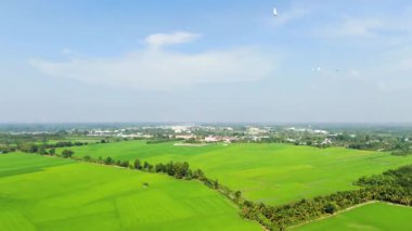 Yemyeşil pirinç tarlalarının ve Mavi Gök Altındaki Uzak Şehir 'in Hava Görüntüsü