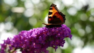 Mor Buddleja Çiçeği Üzerinde Küçük Kaplumbağa Kabuğu Kelebeği