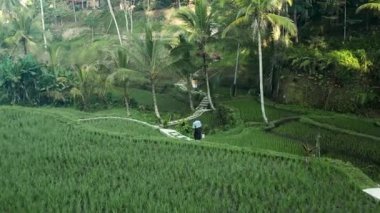Yemyeşil Balili pirinç tarlalarında yürüyen kişi.