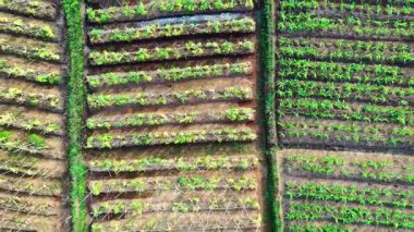 Trellis Tarlasında Tarlaların Hava Görüntüsü ve Mısır Tarlaları