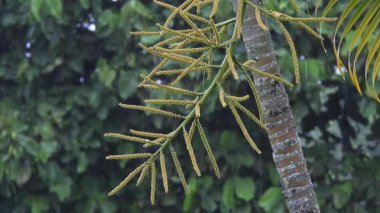 Tropikal bir sağanak sırasında Yağmurla Öpülen Avuç İçi.