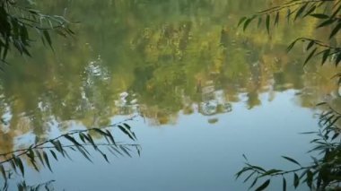 Ağaç ve Yaprakları Yansıtan Huzurlu Su