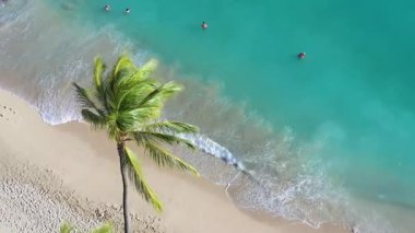 Palmiye ağacı ve yüzücüleri olan Tropik bir plajın havadan görünüşü
