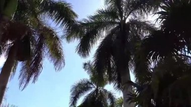 Parlak Mavi Gökyüzüne Karşı Palmiye Ağaçlarının Düşük Açı Görünümü