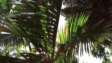 Bereketli yeşil palmiye ağaçları Tropikal tepe örtüsünde güneş ışığına uzanır.