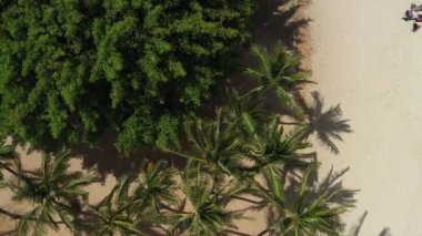 Kumsala yakın yemyeşil tropikal bitkilerin hava manzarası