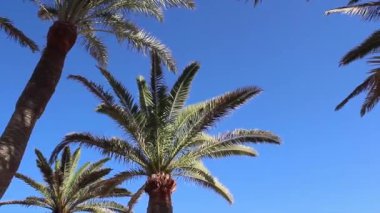 Dalgalı mavi gökyüzüne karşı palmiye ağaçlarının alçak açılı görüntüsü.