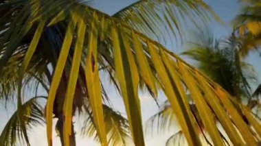 Tropikal Günbatımı Esintisi Altında Palmiye Önleri