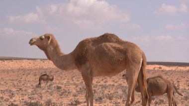 Yetişkin Dromedary Devesi ve Genç Arid Çölünde