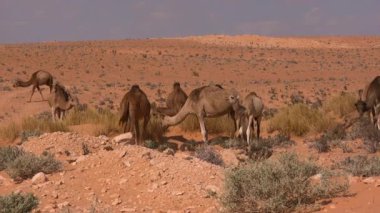 Dromedary Develeri, Çölün ortasında otluyor.