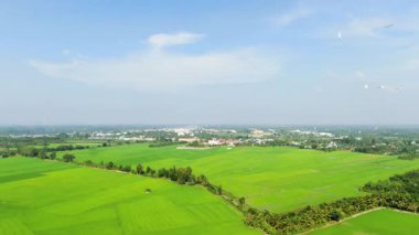 Açık mavi gökyüzünün altında canlı yeşil pirinç tarlalarının çarpıcı görüntüsü..