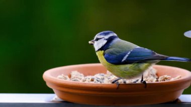Close-up of a blue tit bird feeding from a terracotta dish filled with seeds in a garden setting.