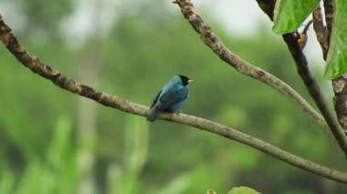 Canlı bir turkuaz kuş, yemyeşil bir yağmur ormanında bir ağaç dalına tünemiş..