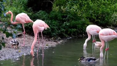 Birçok pembe flamingo hayvanat bahçesindeki bir gölden su içer..