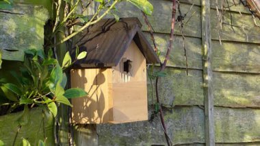 A blue tit bird perches at the entrance of its wooden birdhouse mounted on a garden fence.