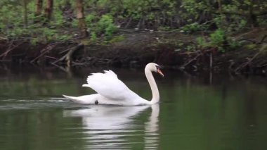 Zarif beyaz bir kuğu durgun bir gölde huzur içinde süzülüyor, yansıması durgun suda yansıyor..