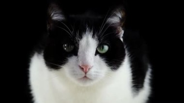 Siyah ve beyaz güzel bir smokin kedinin yakın plan portresi..