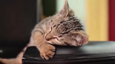 Siyah deri bir sandalyede huzur içinde uyuyan sevimli, gri tekir bir kedinin yakın plan görüntüsü..