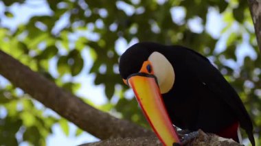 Toco Toucan 'ın portresi yemyeşil bir yağmur ormanındaki bir dala tünemiş..