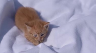 Beyaz bir battaniyede oynayan sevimli kızıl kedi yavrusu..