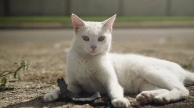 Güneşli bir günde güzel beyaz bir kedi dışarıda dinlenir..