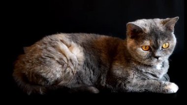 Bir İngiliz Curl kedisine ait çarpıcı bir stüdyo portresi, derin siyah bir arka planda yatıyor..