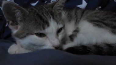 Sevimli gri ve beyaz kedi yavrusu beyaz yıldızlı mavi bir battaniyede huzur içinde uyuyor..