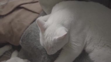 Yumuşak bir battaniyenin üzerinde huzur içinde yatan tüylü beyaz bir kedi..