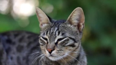 Bulanık yeşil bir arka planı olan sakin bir Savannah kedisinin yakın plan portresi..