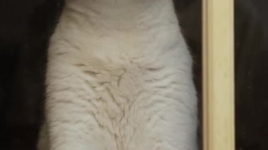 Kabarık tüylü beyaz bir kedinin cam kapıya şakayla tırmanması..