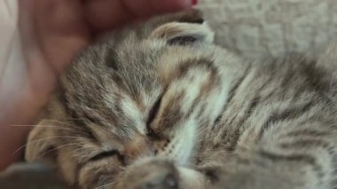 Uyuyan bir İskoç kedisine yakın çekim. Bir el tarafından nazikçe okşanıyor..