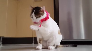 Boynunda pembe bir eşarp olan sevimli, beyaz ve tekir bir kedi mutfakta oturmuş, şakacı bir şekilde dudaklarını yalıyor..