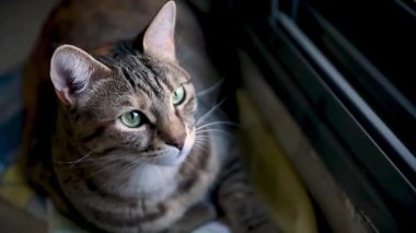 Parlak yeşil gözlü güzel bir tekir kedinin yakın plan portresi, bir pencerenin yanında oturuyor, dikkatlice bakıyor..