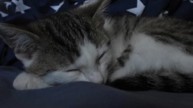 Sevimli gri ve beyaz kedi yavrusu, yıldız desenli yumuşak mavi bir battaniyenin üzerinde huzur içinde uyuyor..