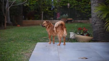 Sevimli, küçük kahverengi melez bir köpek yemyeşil bir bahçedeki bir verandada duruyor..