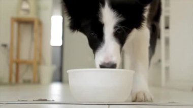 Sevimli Border Collie köpek yavrusu hevesle bir evin içindeki beyaz bir kaseden yiyor..