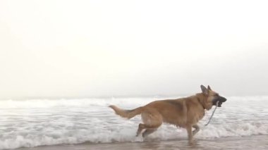 Bir Alman çoban köpeği, sığ dalgalarda oynayan sisli bir sahilde neşeyle koşar..