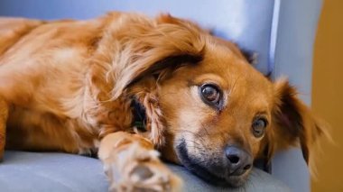 Sevimli kırmızı köpek mavi bir sandalyede rahatça dinleniyor..