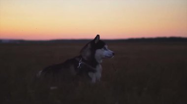 Güzel bir Sibirya Husky 'si gün batımında bir tarlada oturur ve uzaklığa bakar..