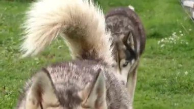 Güzel bir Sibirya Husky köpeği mavi gözlü yemyeşil bir tarlada duruyor..