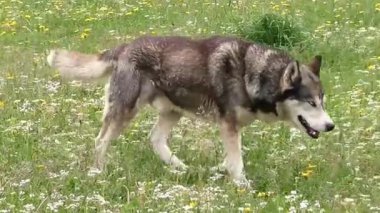 Güzel gri ve kahverengi Sibirya Husky köpeği kır çiçekleriyle dolu canlı bir çayırda yürüyor..