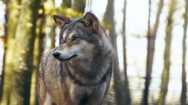 Görkemli bir gri kurt sonbahar ormanında tetikte bekliyor..