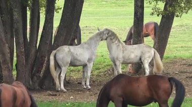 Diğer atlar ve ağaçlarla çevrili, yemyeşil bir çayırda iki beyaz at birbirine sokulur..