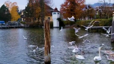Sonbahar boyunca sakin bir gölde kuğular ve martılar.