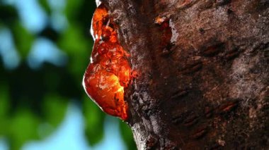 Bir ağaç gövdesinden süzülen kehribar reçinesinin yakın plan çekimi..