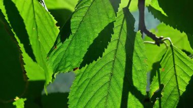 Güneş ışığıyla aydınlatılan canlı yeşil yaprakların yakın çekim görüntüleri, karmaşık detaylar ve dokular sergiliyor..