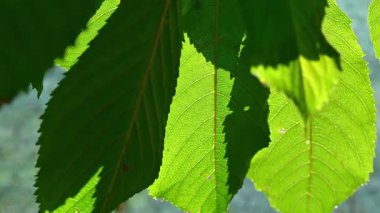 Güneş ışığıyla aydınlatılmış canlı yeşil yaprakların yakın çekim görüntüleri..